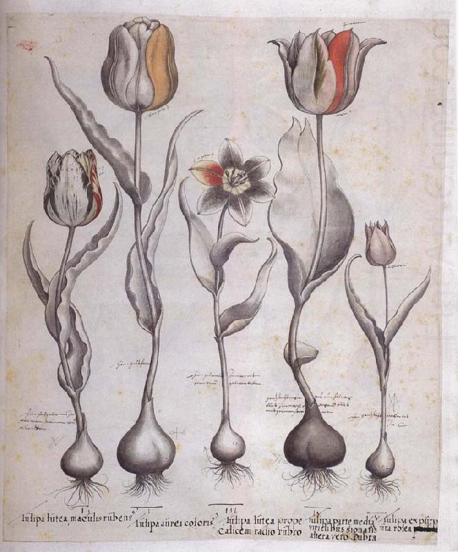 Basilius Besler Drawing for the Hortus Eystettensis china oil painting image